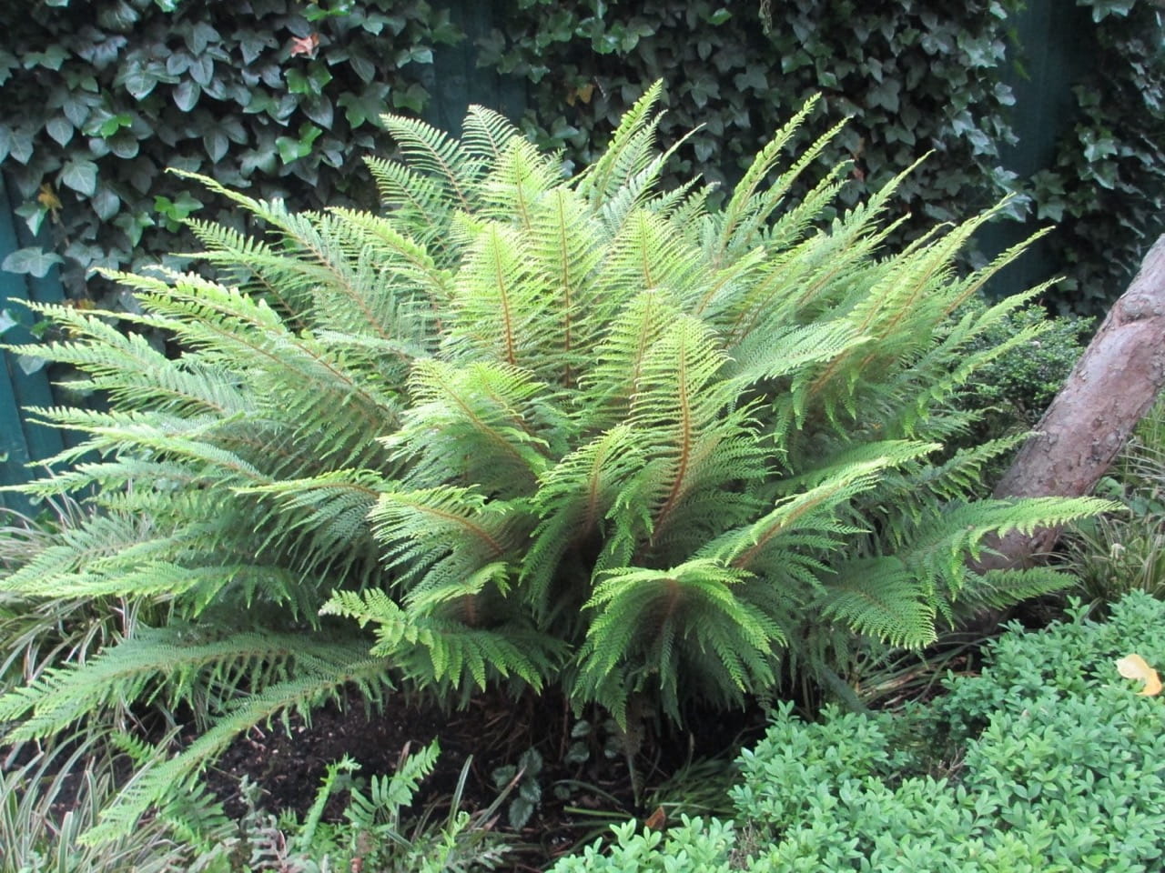 Shade Garden Fern