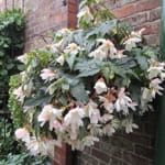 Courtyard Garden