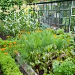 Kitchen Garden